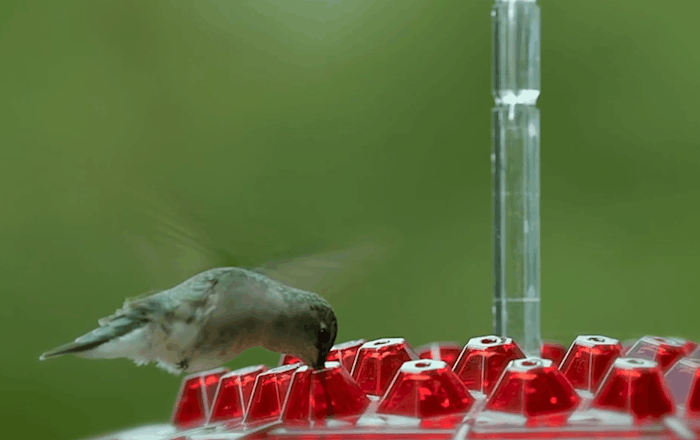 Hanging hummingbird nectar feeder with ant guard by BROKLEN – view 7