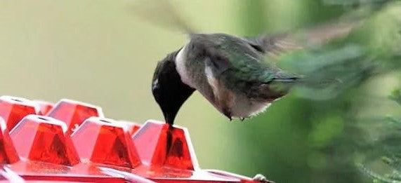 Hanging hummingbird nectar feeder with ant guard by BROKLEN – view 2