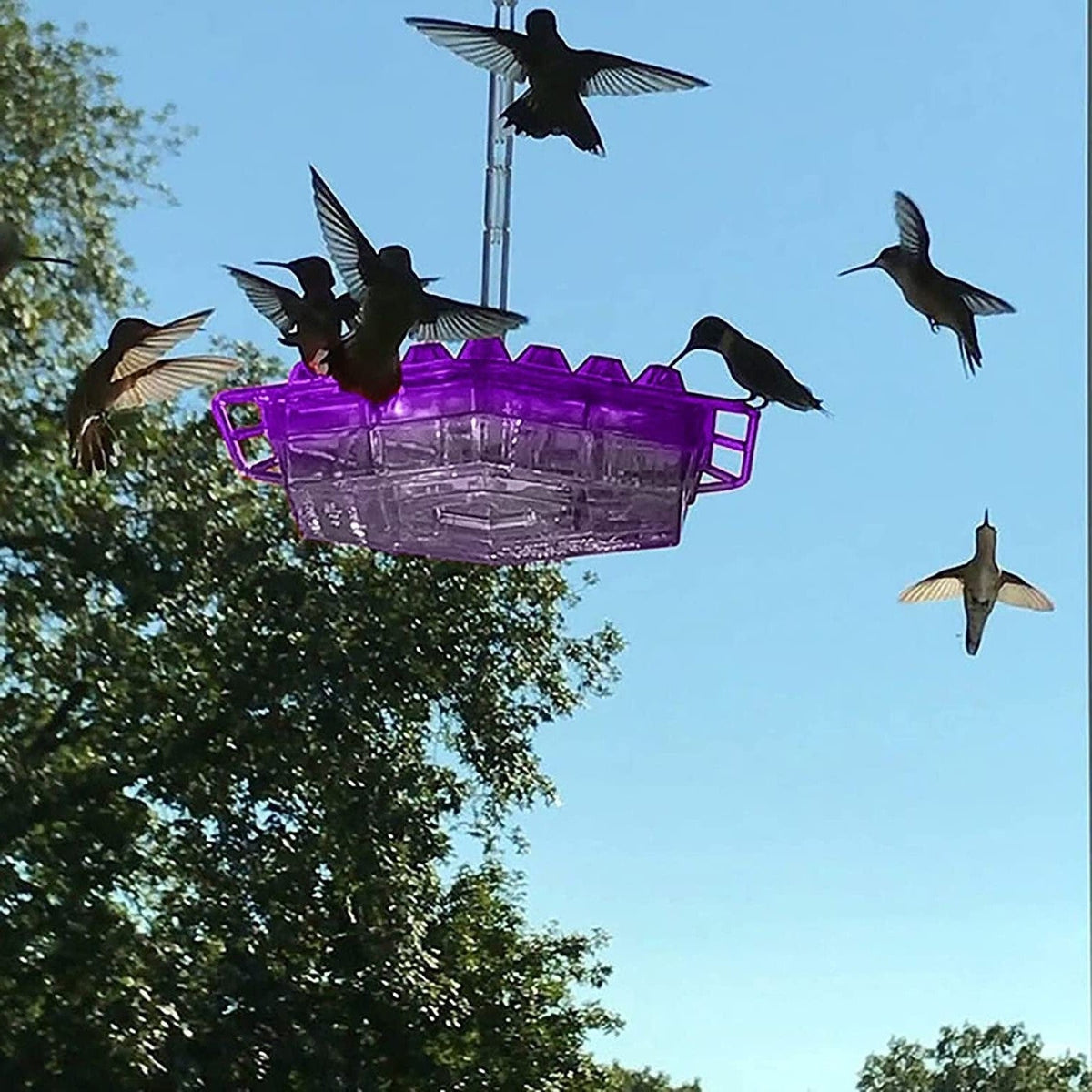 Hanging hummingbird nectar feeder with ant guard by BROKLEN
