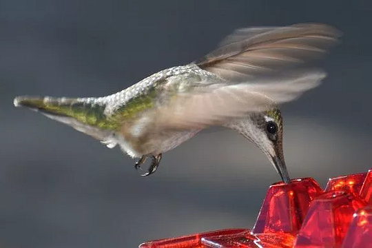 Hanging hummingbird nectar feeder with ant guard by BROKLEN – view 4
