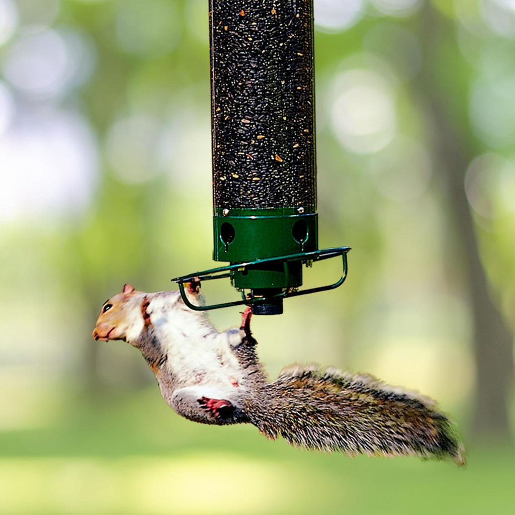 Squirrel proof hanging seed tube bird feeder by BROKLEN – view 2
