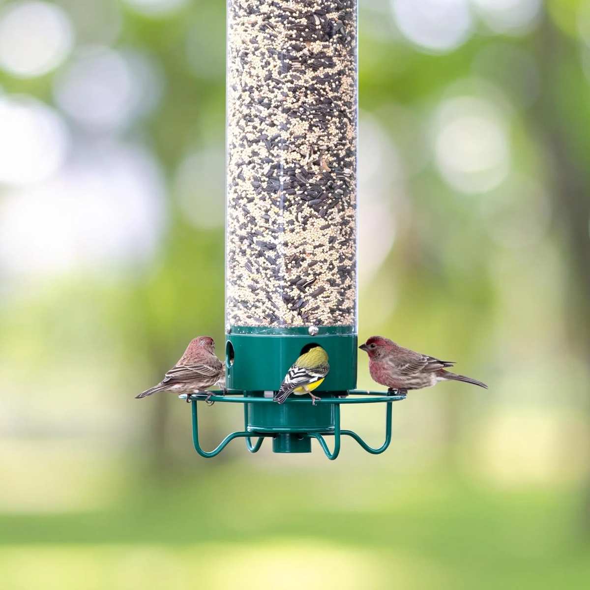 Squirrel proof hanging seed tube bird feeder by BROKLEN – view 5